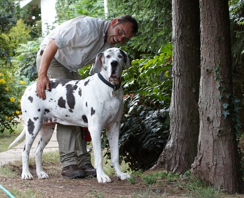 Dog, Dogs, Gracie, Great Dane, Leo, Lucies Farm