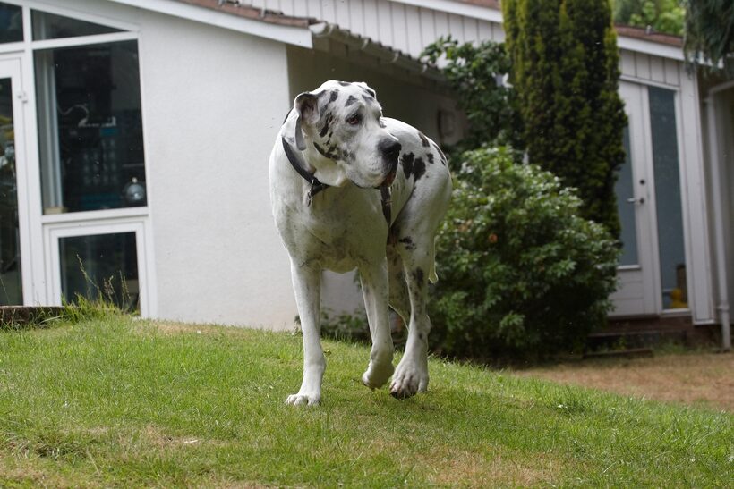 Dog, Dogs, Gracie, Great Dane, Lucies Farm