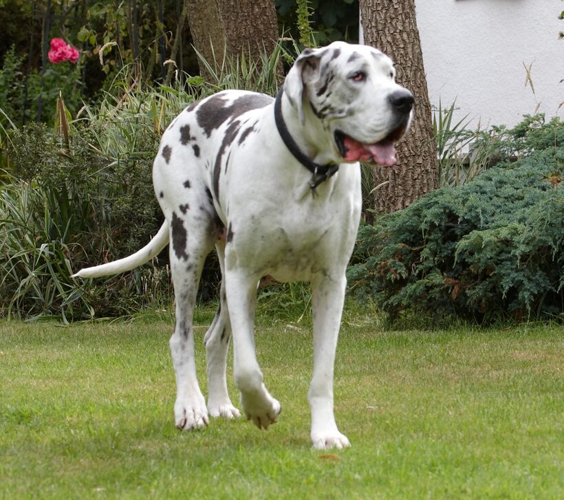 Dog, Dogs, Gracie, Great Dane, Lucies Farm