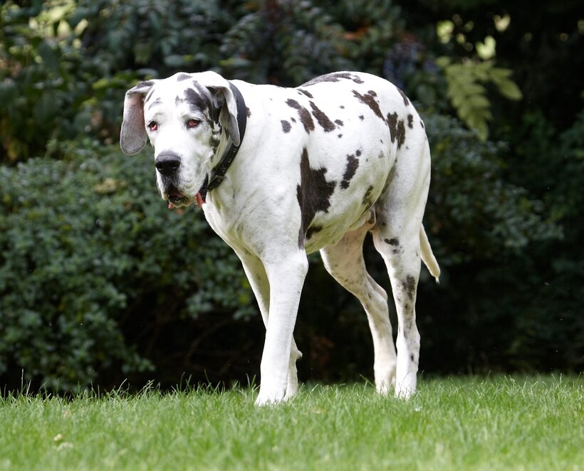 Dog, Dogs, Gracie, Great Dane, Lucies Farm