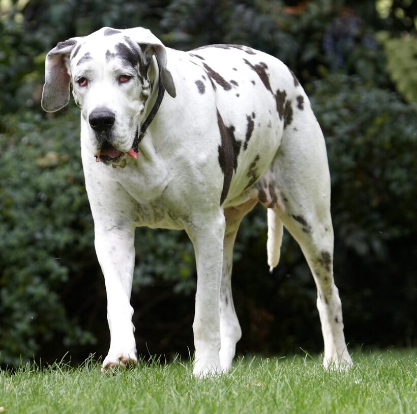 Dog, Dogs, Gracie, Great Dane, Lucies Farm