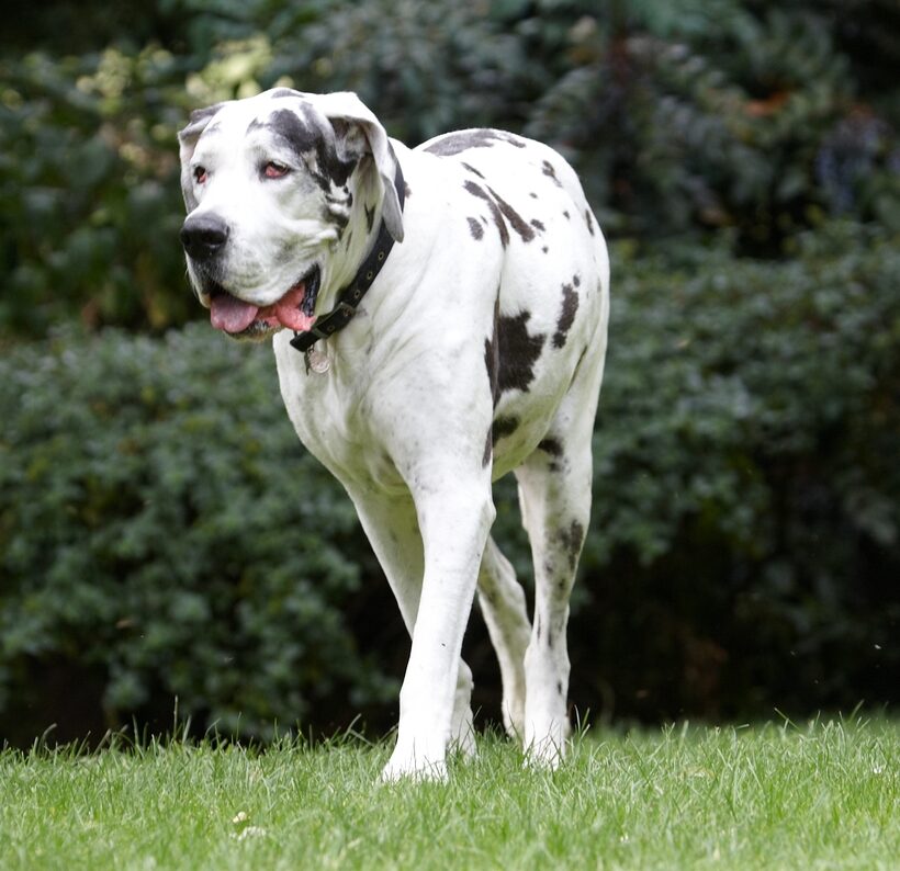 Dog, Dogs, Gracie, Great Dane, Lucies Farm