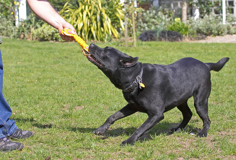 I'm gonna win this tug-o-war