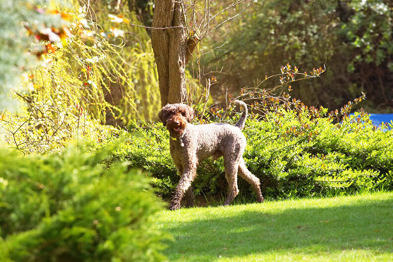 Elvis Prowling the Gardens