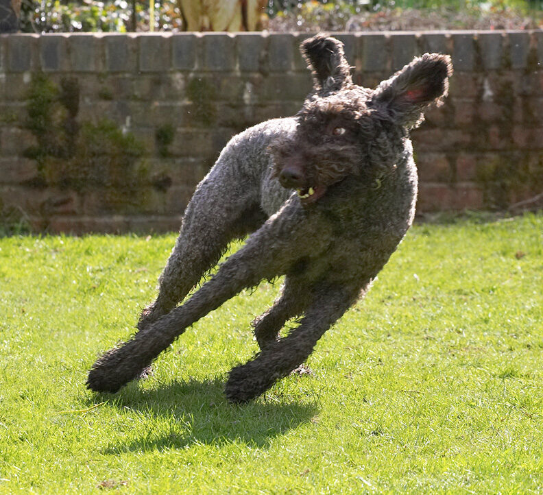 Elvis Making a Quick Turn