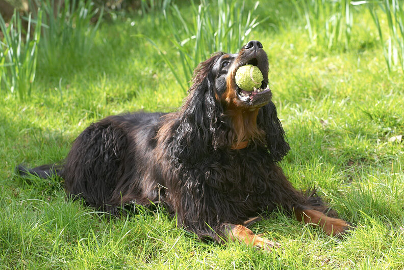 Now, I'll just have a chew