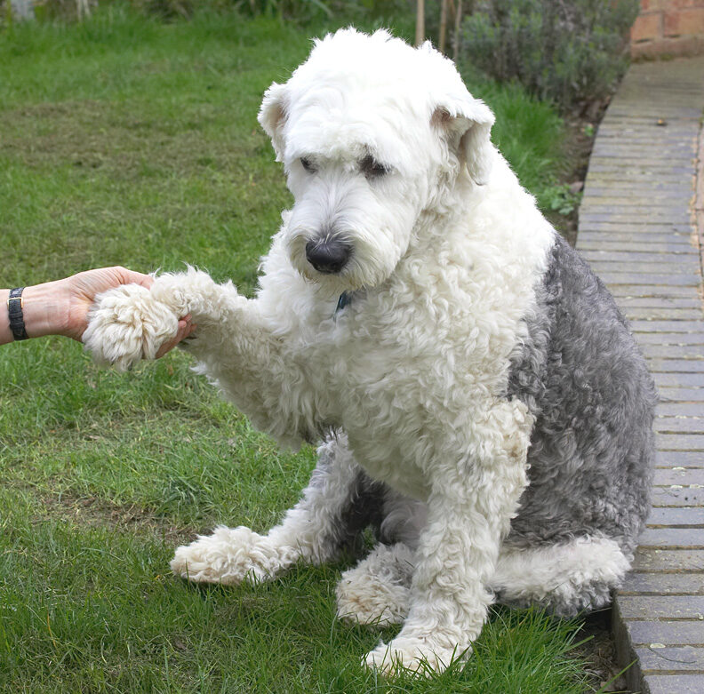 Lucy Shaking Hands With Marjorie