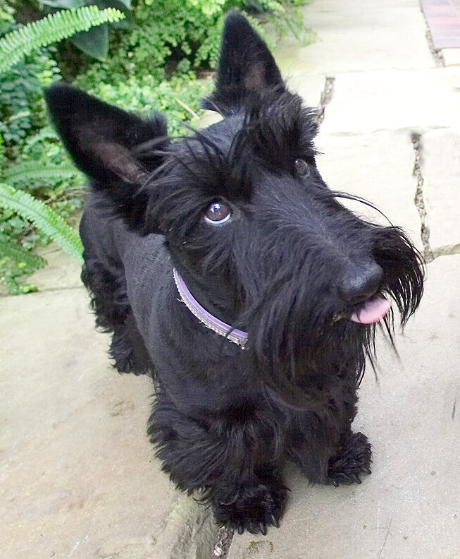 Flora licking her chops