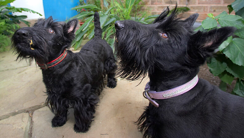 Flora & Hettie concentrating