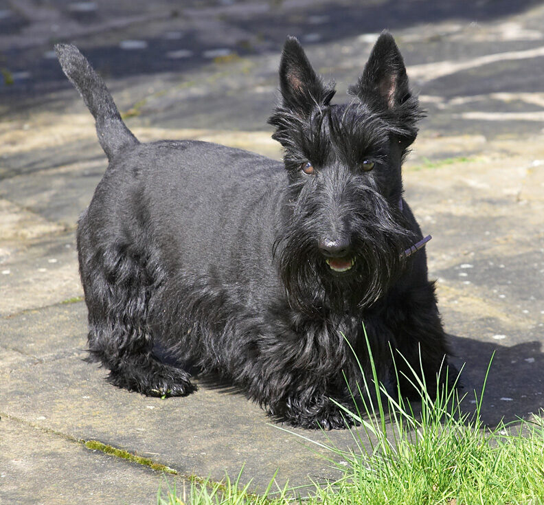 Flora enjoying the sunshine