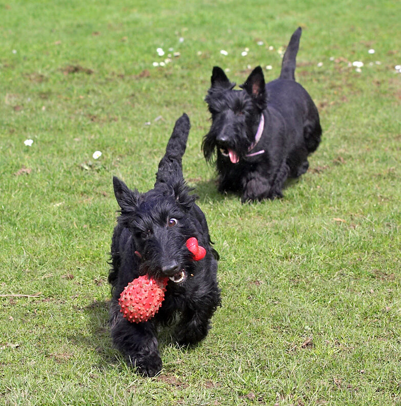 Hettie's got the prize; Flora in hot pursuit