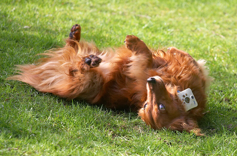 Molly Having a Roll