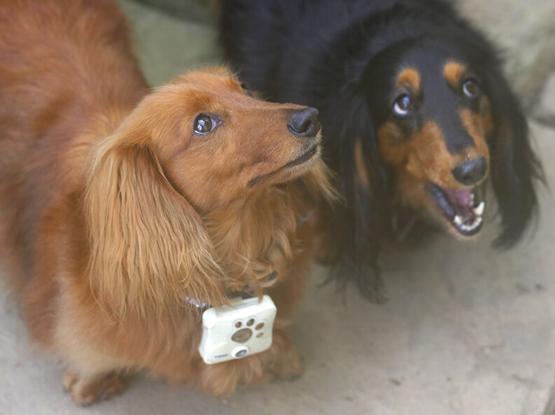 Molly and Whistler