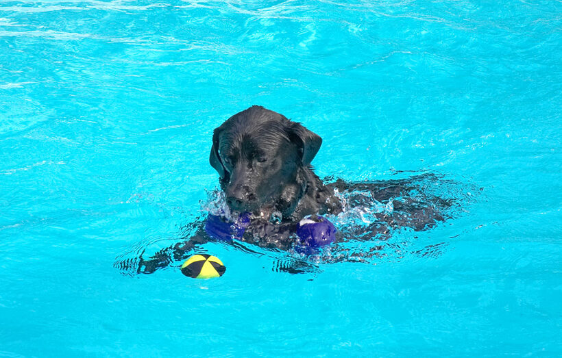 That ball is mine