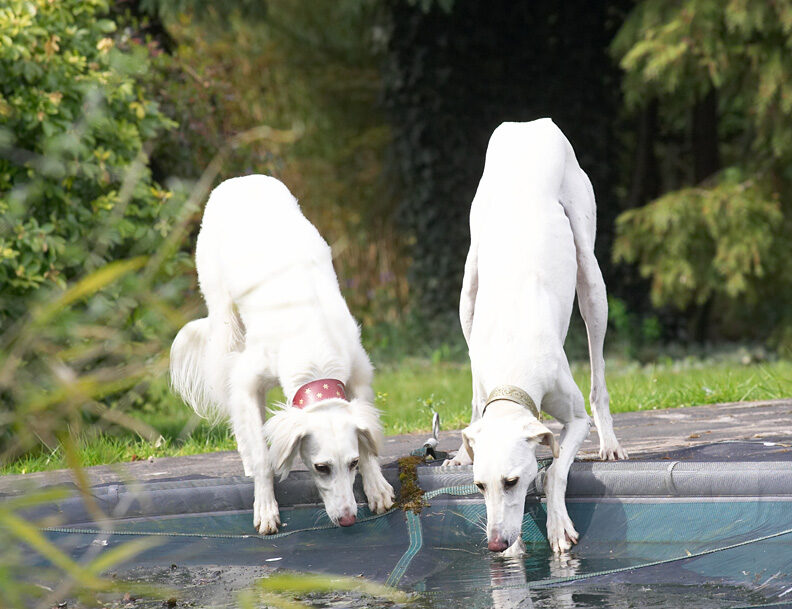 Faroh & Tia drinking from the swimming pool