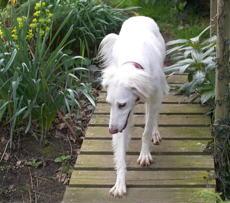 Tia exploring the bridge