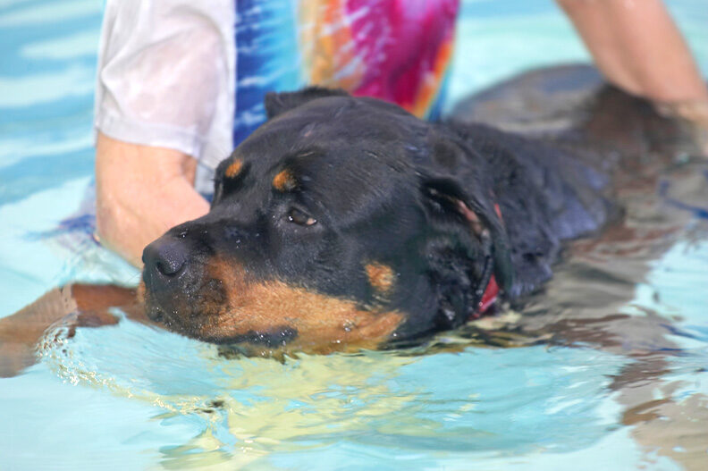 Missy the Rottweiler