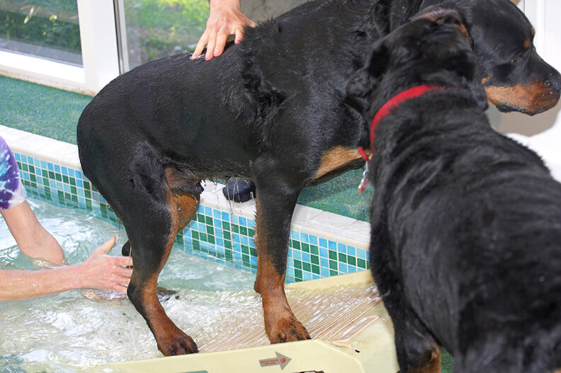 Ronan Going Up the Ramp -- To Be Licked by Missy