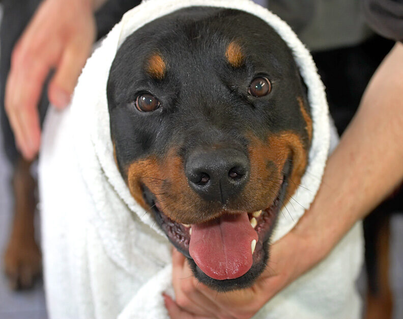 Smiling Ronan