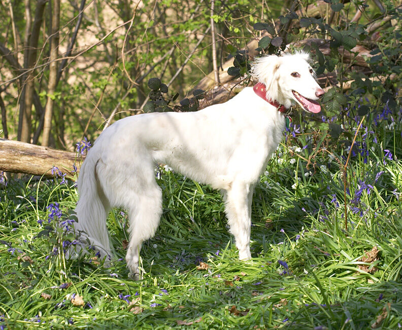 Tia surveying her domain!