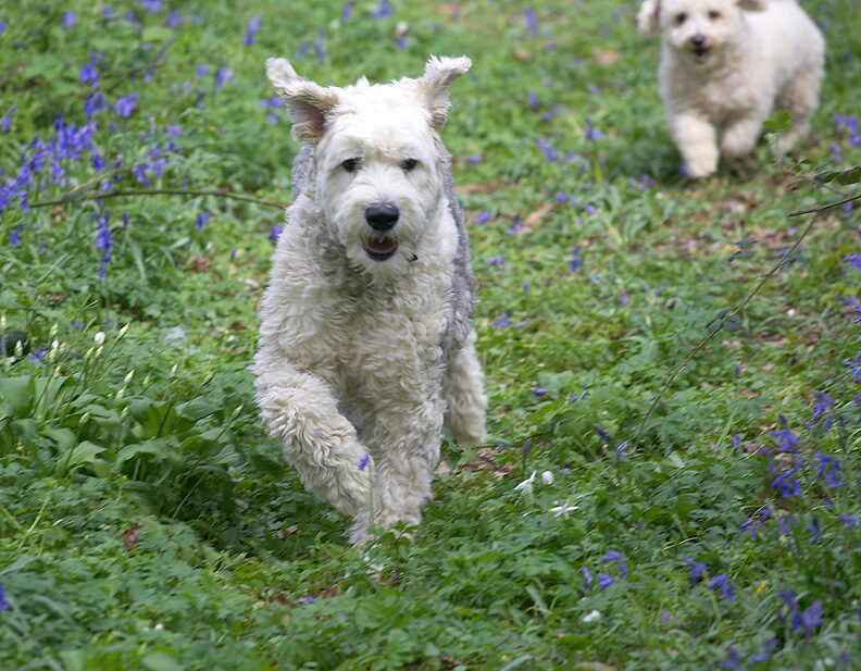 Lucy & Arnie enjoying the woodland