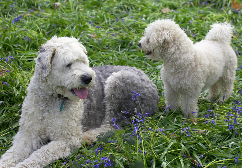 Lucy & Arnie surveying their kingdom