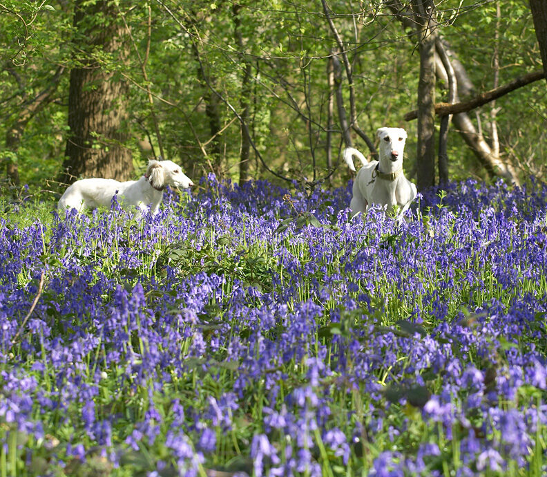 Tia & Faroh dwarfed by the bluebells