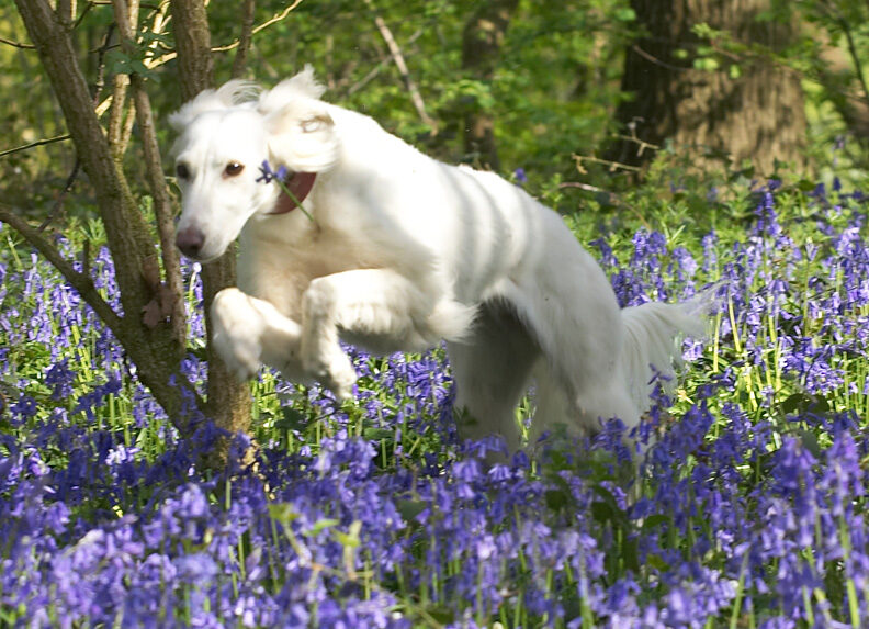 Is this a dog or a steeplechaser?