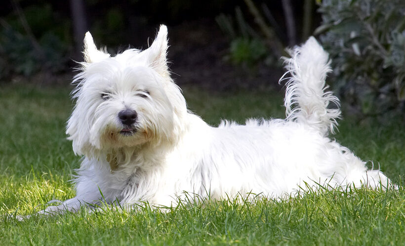 Fed up with playing; I'll just lie here awhile..........