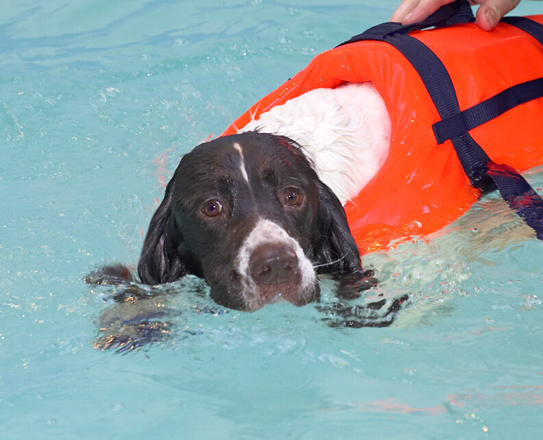 Chester After A Few Minutes in the Pool