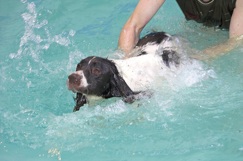 Chester and the Pool