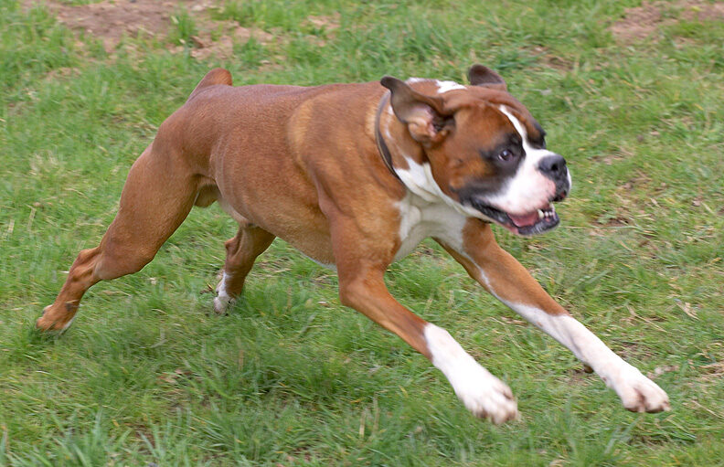 Dave the Dog
