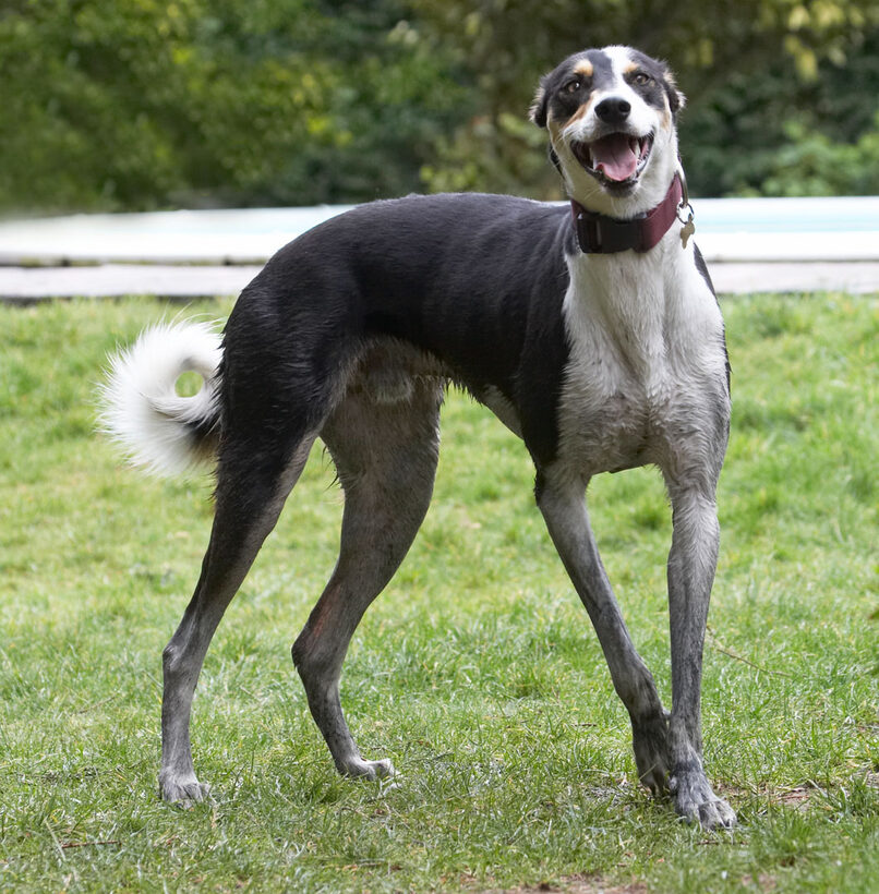 Dogs, Playing, Play, Murphy, Lurchers, Lurcher, Laughing, Laugh, Land Mammals, Land Mammal, Animal, Animals, Canine, Canines, Dog, Playtime, Smile, Smiling, Terrestrial Mammal, Terrestrial Mammals, Tongue