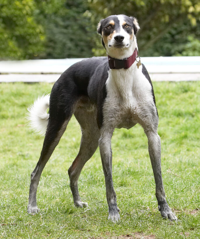 Animal, Animals, Canine, Canines, Dog, Dogs, Land Mammal, Land Mammals, Lurcher, Lurchers, Murphy, Play, Playing, Playtime, Terrestrial Mammal, Terrestrial Mammals