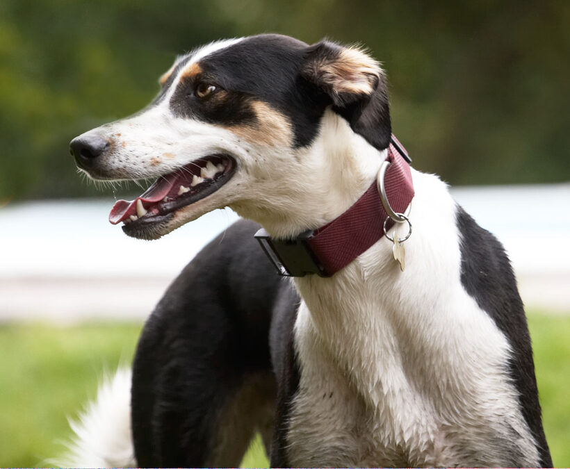 Animal, Animals, Canine, Canines, Dog, Dogs, Land Mammal, Land Mammals, Lurcher, Lurchers, Murphy, Play, Playing, Playtime, Terrestrial Mammal, Terrestrial Mammals