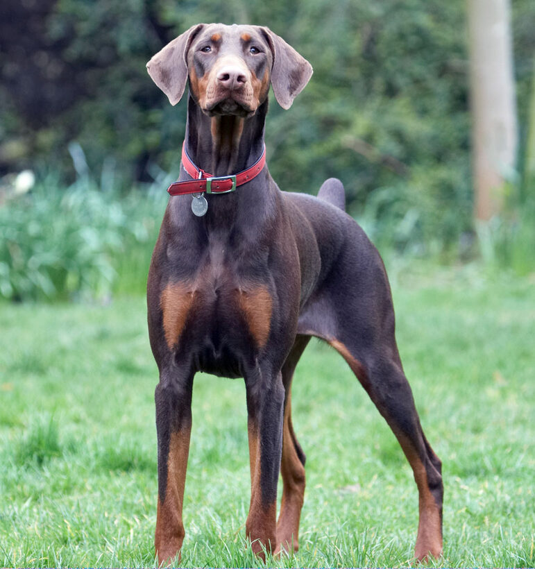 Animal, Animals, Canine, Canines, Doberman, Dobermans, Dog, Dogs, Jess, Land Mammal, Land Mammals, Pinscher, Play, Playing, playtime, Terrestrial Mammal, Terrestrial Mammals, Toby