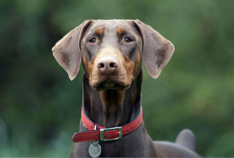 Animal, Animals, Canine, Canines, Doberman, Dobermans, Dog, Dogs, Jess, Land Mammal, Land Mammals, Pinscher, Play, Playing, playtime, Terrestrial Mammal, Terrestrial Mammals, Toby