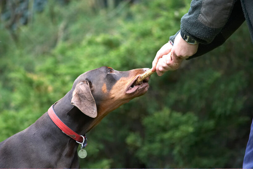 Animal, Animals, Canine, Canines, Doberman, Dobermans, Dog, Dogs, Jess, Land Mammal, Land Mammals, Pinscher, Play, Playing, Playtime, stick, Terrestrial Mammal, Terrestrial Mammals, Toby, Tug-o-war