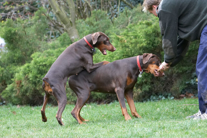 Animal, Animals, Ben, Canine, Canines, Doberman, Dobermans, Dog, Dogs, Jess, Land Mammal, Land Mammals, Pinscher, Play, Playing, Playtime, stick, Terrestrial Mammal, Terrestrial Mammals, Toby, Tug-o-war