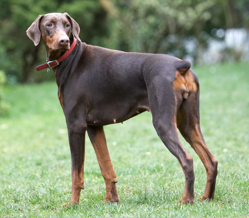 Animal, Animals, Canine, Canines, Doberman, Dobermans, Dog, Dogs, Jess, Land Mammal, Land Mammals, Pinscher, Play, Playing, playtime, Terrestrial Mammal, Terrestrial Mammals, Toby