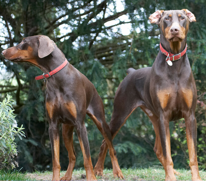 Animal, Animals, Canine, Canines, Doberman, Dobermans, Dog, Dogs, Jess, Land Mammal, Land Mammals, Pinscher, Play, Playing, playtime, Terrestrial Mammal, Terrestrial Mammals, Toby