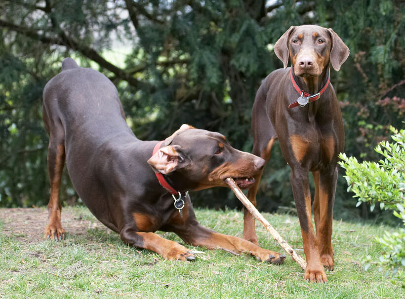Animal, Animals, Canine, Canines, Doberman, Dobermans, Dog, Dogs, Jess, Land Mammal, Land Mammals, Pinscher, Play, Playing, playtime, Terrestrial Mammal, Terrestrial Mammals, Toby