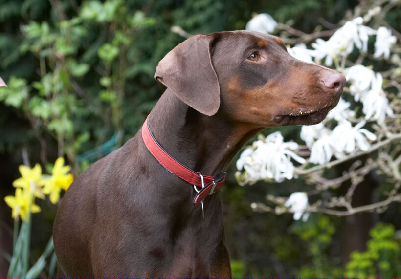 Animal, Animals, Canine, Canines, Doberman, Dobermans, Dog, Dogs, Jess, Land Mammal, Land Mammals, Pinscher, Play, Playing, playtime, Terrestrial Mammal, Terrestrial Mammals, Toby