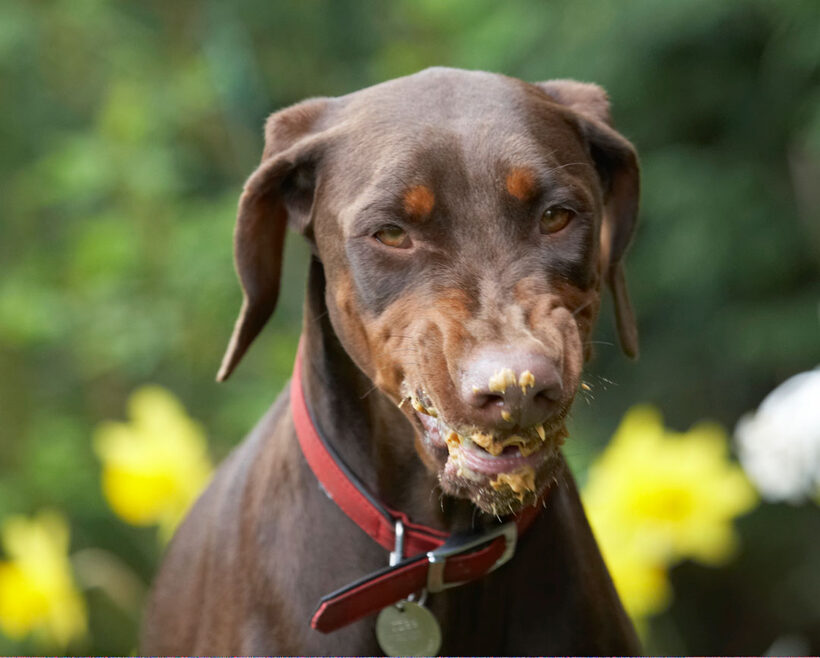 Animal, Animals, butter, Canine, Canines, Doberman, Dobermans, Dog, Dogs, Jess, Land Mammal, Land Mammals, Peanut, Pinscher, Play, Playing, Playtime, Terrestrial Mammal, Terrestrial Mammals, Toby