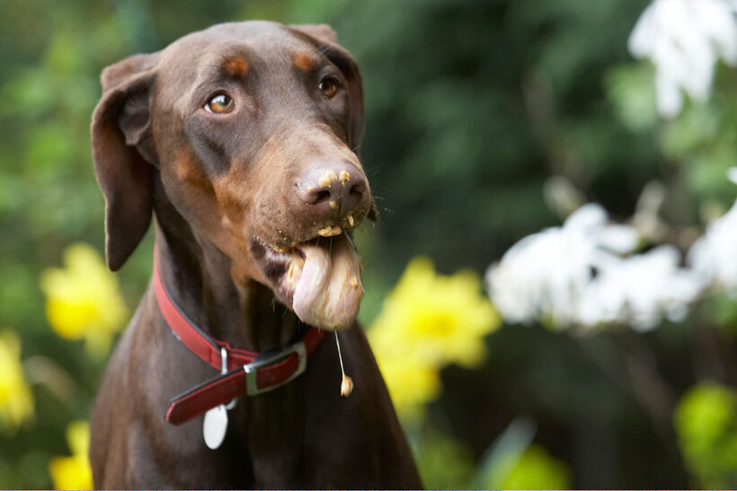 Animal, Animals, Butter, Canine, Canines, Doberman, Dobermans, Dog, Dogs, Jess, Land Mammal, Land Mammals, Peanut, Pinscher, Play, Playing, Playtime, Terrestrial Mammal, Terrestrial Mammals, Toby, tongue
