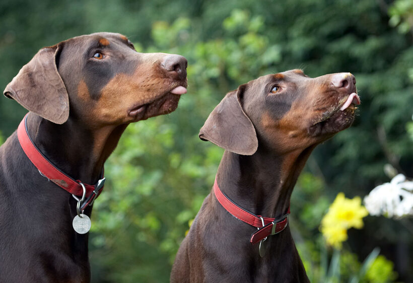 Animal, Animals, butter, Canine, Canines, Doberman, Dobermans, Dog, Dogs, Jess, Land Mammal, Land Mammals, Peanut, Pinscher, Play, Playing, Playtime, Terrestrial Mammal, Terrestrial Mammals, Toby, Tongue