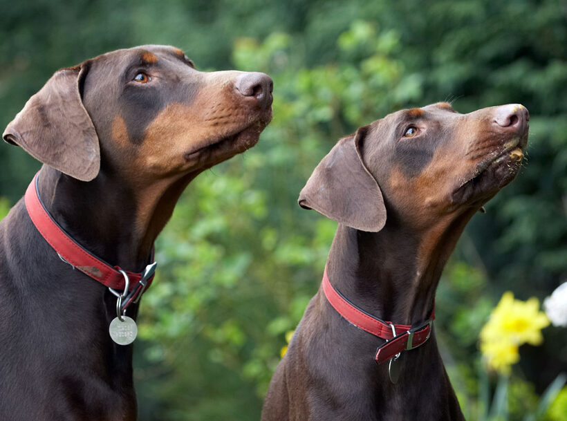 Animal, Animals, butter, Canine, Canines, Doberman, Dobermans, Dog, Dogs, Jess, Land Mammal, Land Mammals, Peanut, Pinscher, Play, Playing, Playtime, Terrestrial Mammal, Terrestrial Mammals, Toby