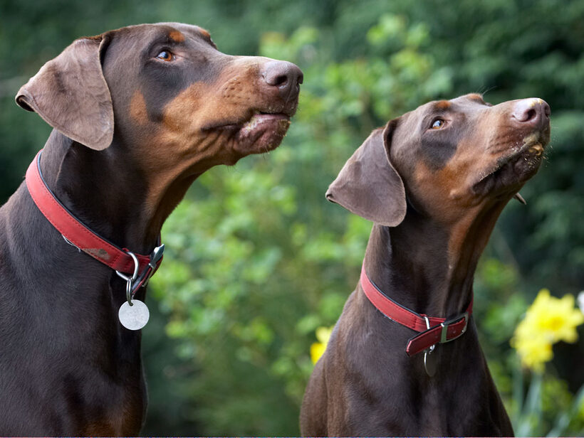 Animal, Animals, butter, Canine, Canines, Doberman, Dobermans, Dog, Dogs, Jess, Land Mammal, Land Mammals, Peanut, Pinscher, Play, Playing, Playtime, Terrestrial Mammal, Terrestrial Mammals, Toby