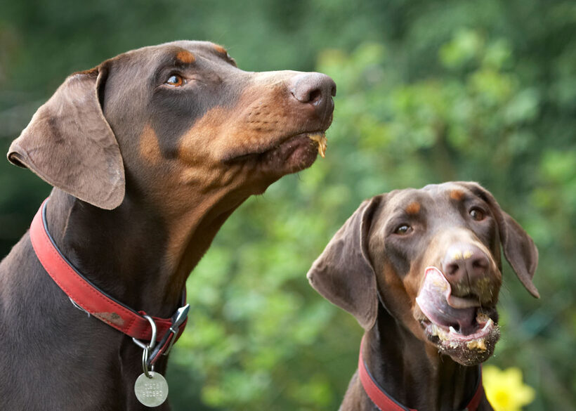 Animal, Animals, Butter, Canine, Canines, Doberman, Dobermans, Dog, Dogs, Jess, Land Mammal, Land Mammals, Peanut, Pinscher, Play, Playing, Playtime, Terrestrial Mammal, Terrestrial Mammals, Toby, tongue