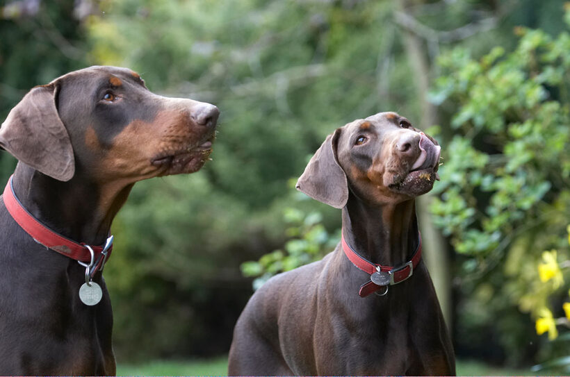 Animal, Animals, Butter, Canine, Canines, Doberman, Dobermans, Dog, Dogs, Jess, Land Mammal, Land Mammals, Peanut, Pinscher, Play, Playing, Playtime, Terrestrial Mammal, Terrestrial Mammals, Toby, tongue